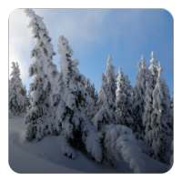 Snow Trees Live Wallpaper on 9Apps