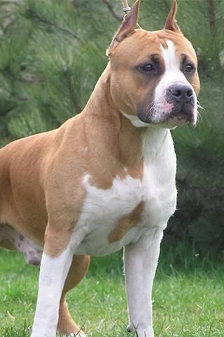 Pitbull Wallpapers 3 تصوير الشاشة