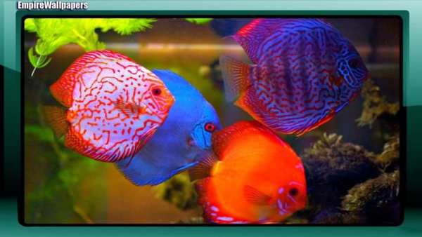 Aquarium Pack 2 Wallpaper screenshot 1