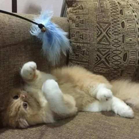 Game Kucing screenshot 2