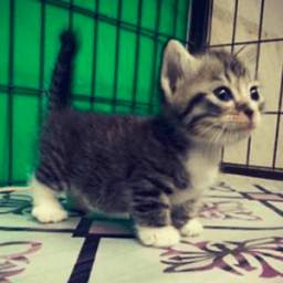 Kucing Comel 1.0
