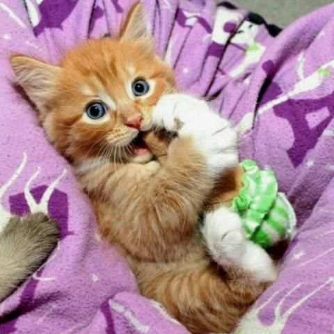 Game Kucing скриншот 1
