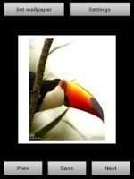 Nest Bird Live Wallpaper screenshot 2