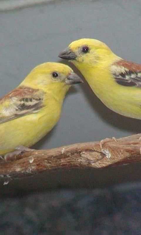 Talking Sparrow Free LWP स्क्रीनशॉट 2
