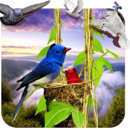 ikon Birds Live Wallpaper 3D