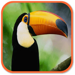Toucan Sounds आइकन