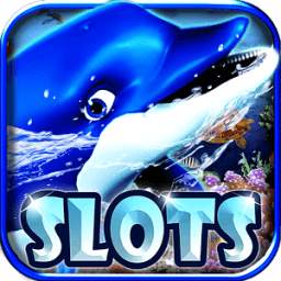 Dolphin casino: spin show