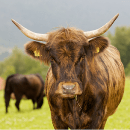 Bruïtalizer - Sound for fun иконка