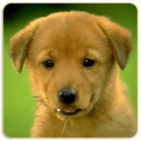 Dogs Memory Game Free