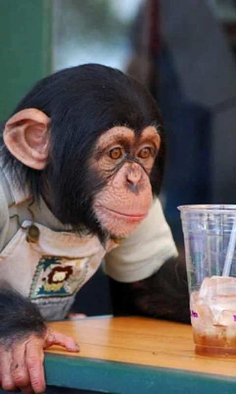 Talking Funny Monkey Free LWP скриншот 2