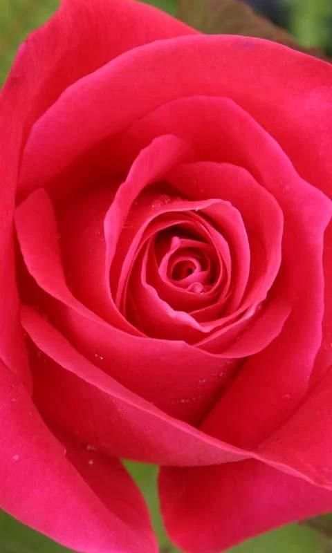 3D Love Rose Live Wallpaper स्क्रीनशॉट 2