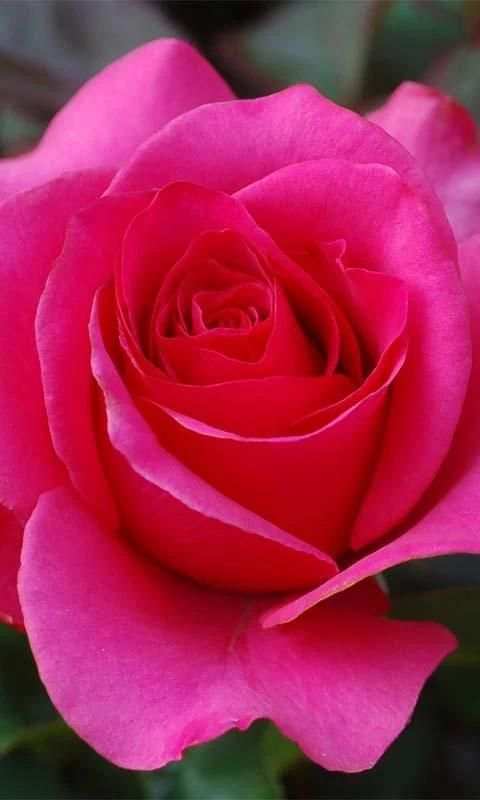 3D Love Rose Live Wallpaper screenshot 3