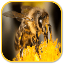 Bees Sounds icon