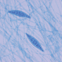 Microbiology and Immunology иконка