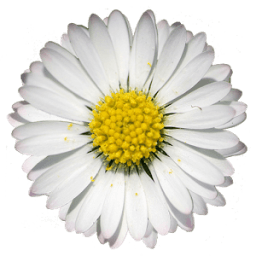 Period Daisy Widget icon
