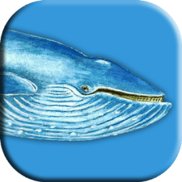Blue Whale Game icon