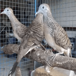 Kicau Perkutut Master иконка