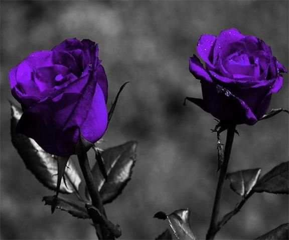 Purple Rose Live Wallpaper screenshot 3