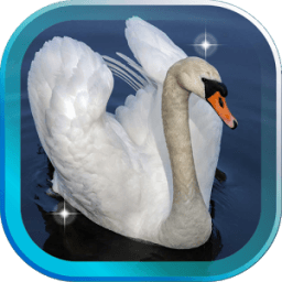ikon Swans Magic live wallpaper