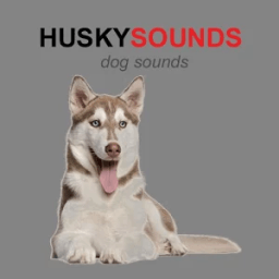 Husky Dog Sounds &amp; Dog Barking иконка