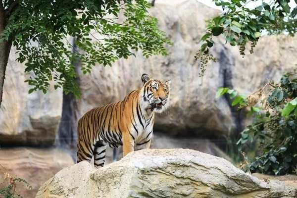 Wild Animal Photo Backgrounds screenshot 1