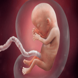 ikon Fetal Development