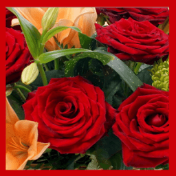 ikon Flower Wallpapers HD