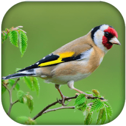 الحسون المعلم بدون نت icon