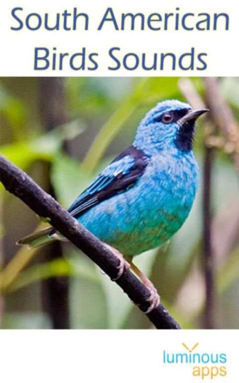 South American Birds скриншот 23