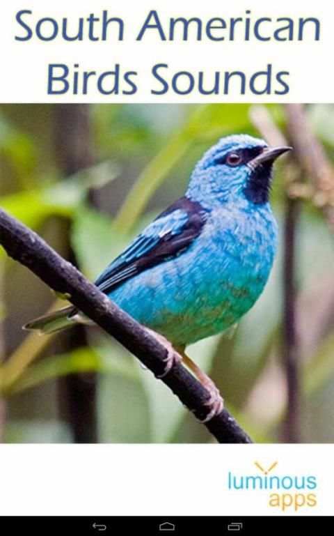 South American Birds скриншот 15