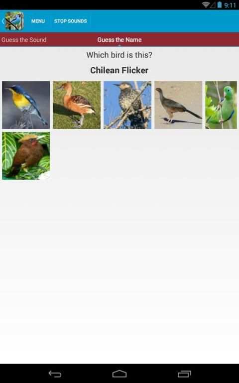 South American Birds скриншот 3