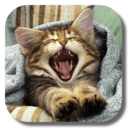 Pussycat Live Wallpaper आइकन