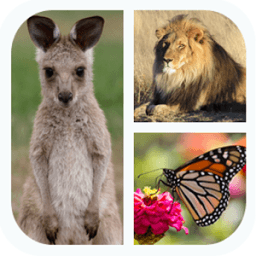 Animal Quiz أيقونة