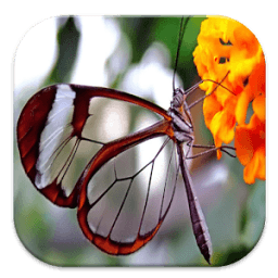 Tema Transparan Android أيقونة