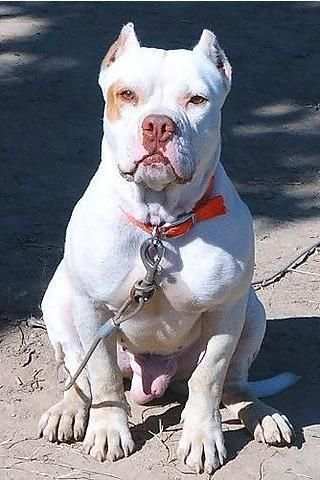 Pitbull Wallpapers स्क्रीनशॉट 1