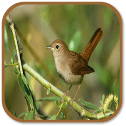 ikon nightingale Sounds