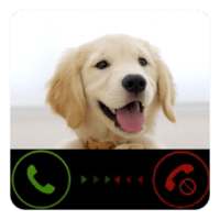 Dog Calling Prank