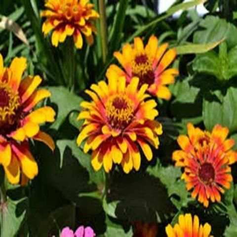 Browser Blumen Fotos 1 تصوير الشاشة