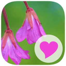 580 Words आइकन