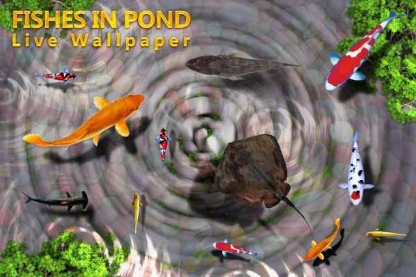 Fishes In Pond Live Wallpaper скриншот 2
