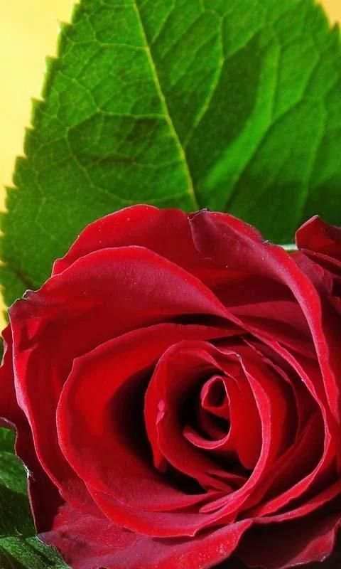 3D Love Rose Live Wallpaper скриншот 1