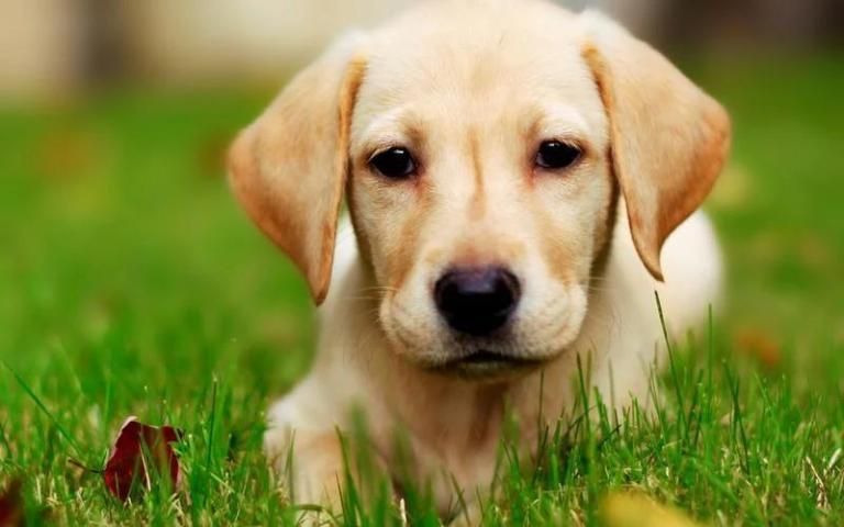 Golden Retriever Dog Wallpaper скриншот 6
