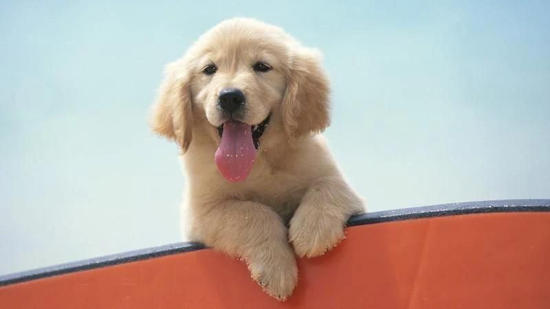 Golden Retriever Dog Wallpaper screenshot 4
