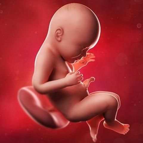 Pregnancy week by week स्क्रीनशॉट 1