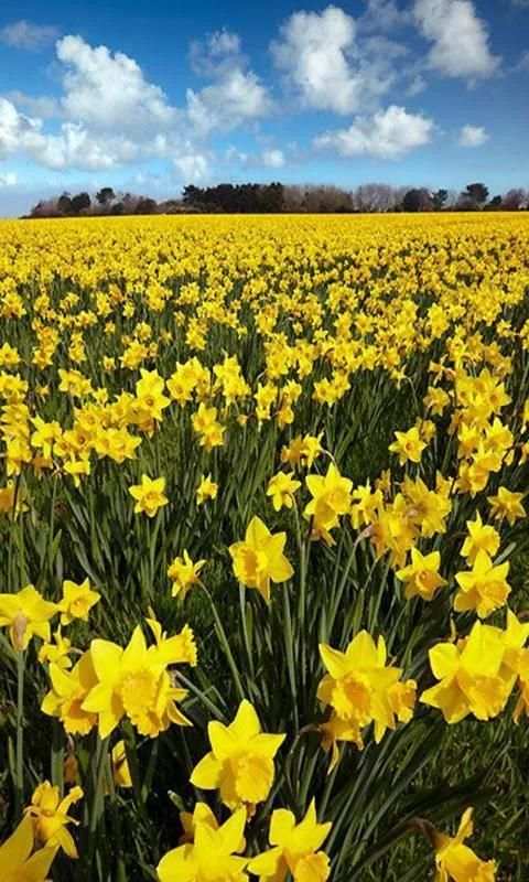 Spring wallpaper скриншот 3