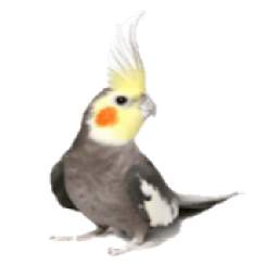 هواة الطيور 1.0
