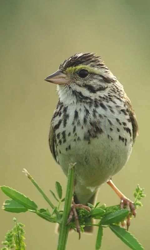 Talking Sparrow Free LWP स्क्रीनशॉट 3