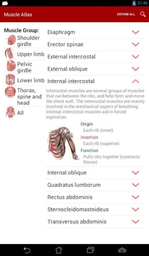 Anatomy: Atlas of Muscles screenshot 1