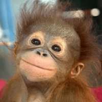 600 words, collection.