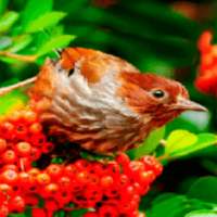 Red Fruit Bird LWP